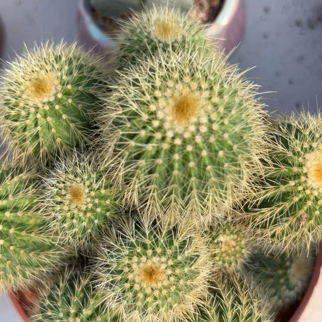 胡**** 零零落落 零零落落