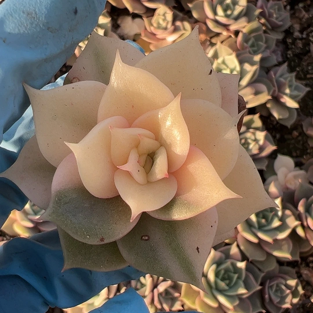 贝加尔湖锦，多肉植物