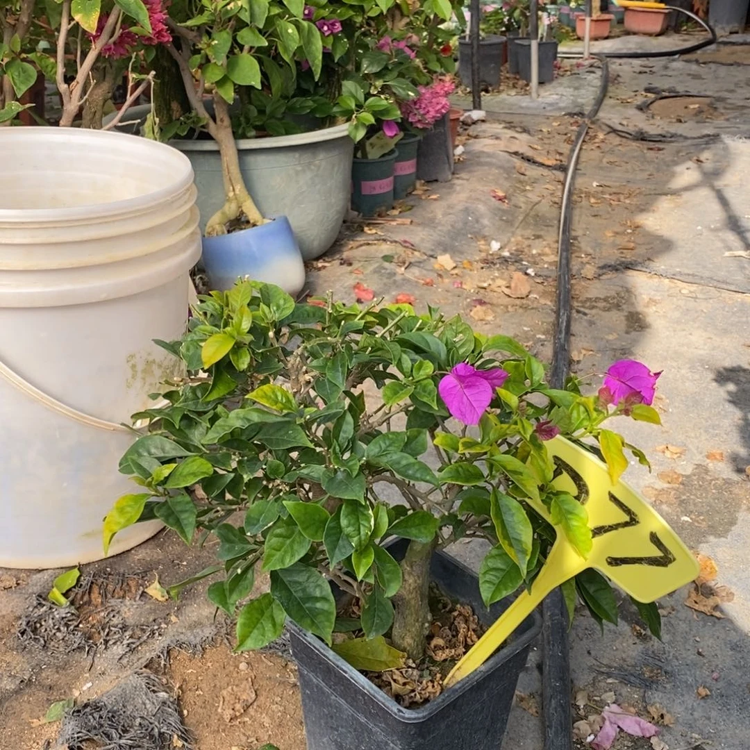 米***象无花朵金边安格斯D77