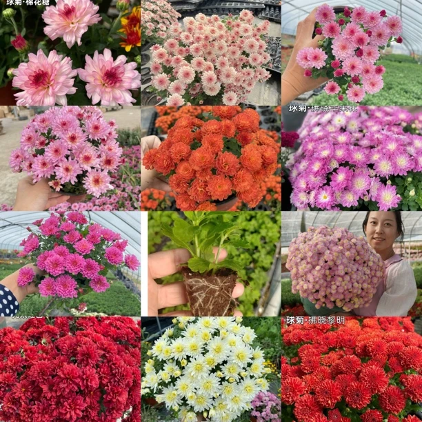 耐寒自动成型球菊6个迷你小苗组合品种不同高矮不一