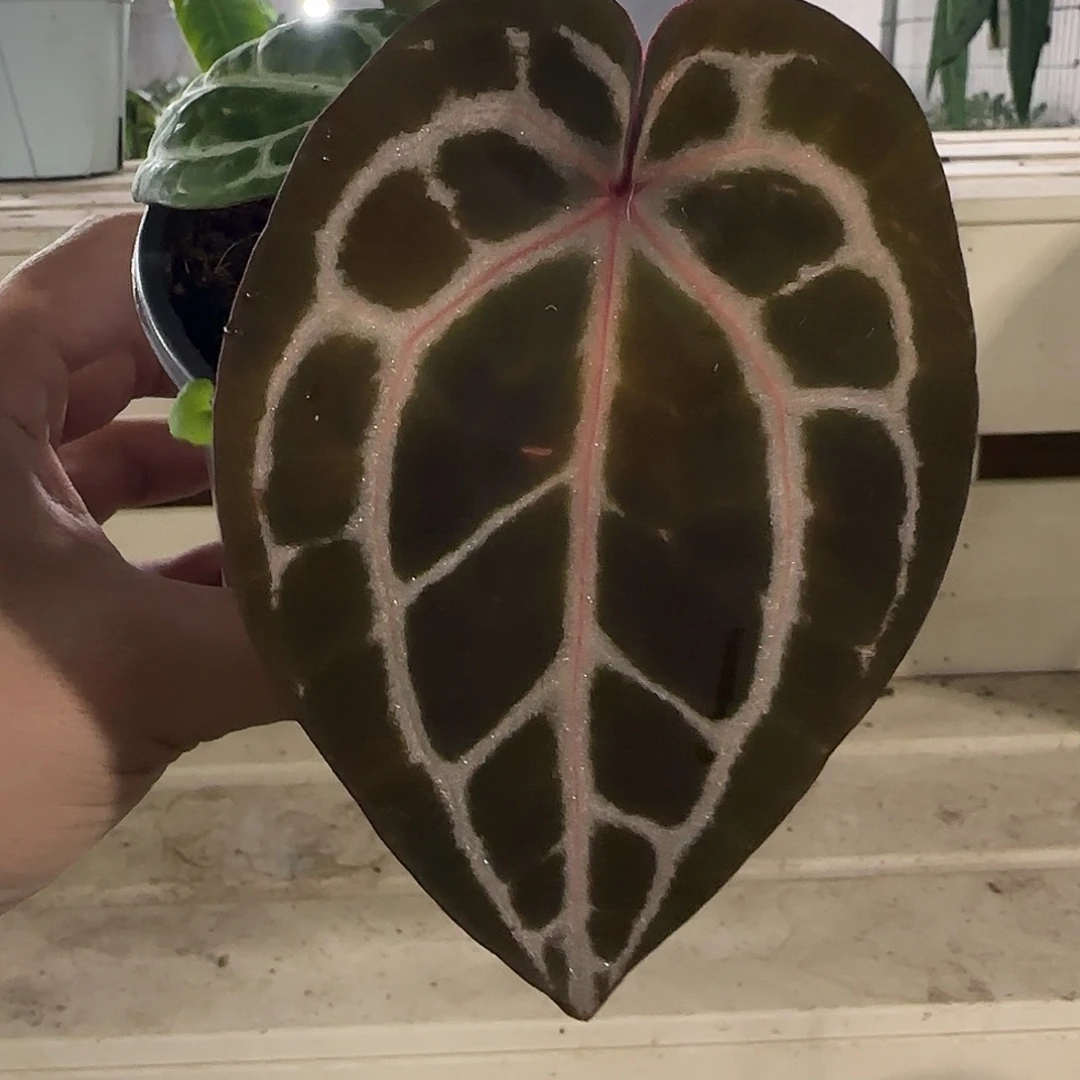 无花朵红水晶花烛