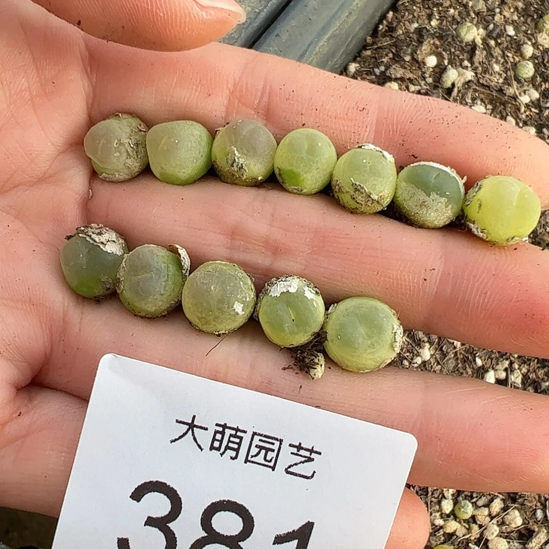 量拍以下3颗拉登。  381