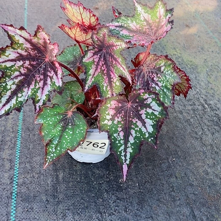 不开花植物?****?秋海棠762