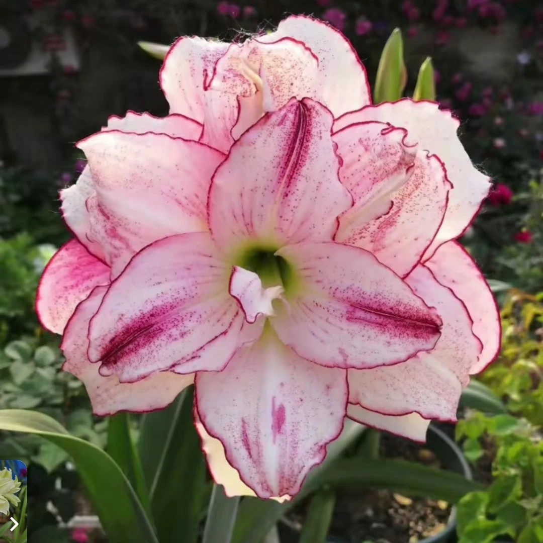 朱顶红-爱瞳8+1侧，只包对版，不包回去养护