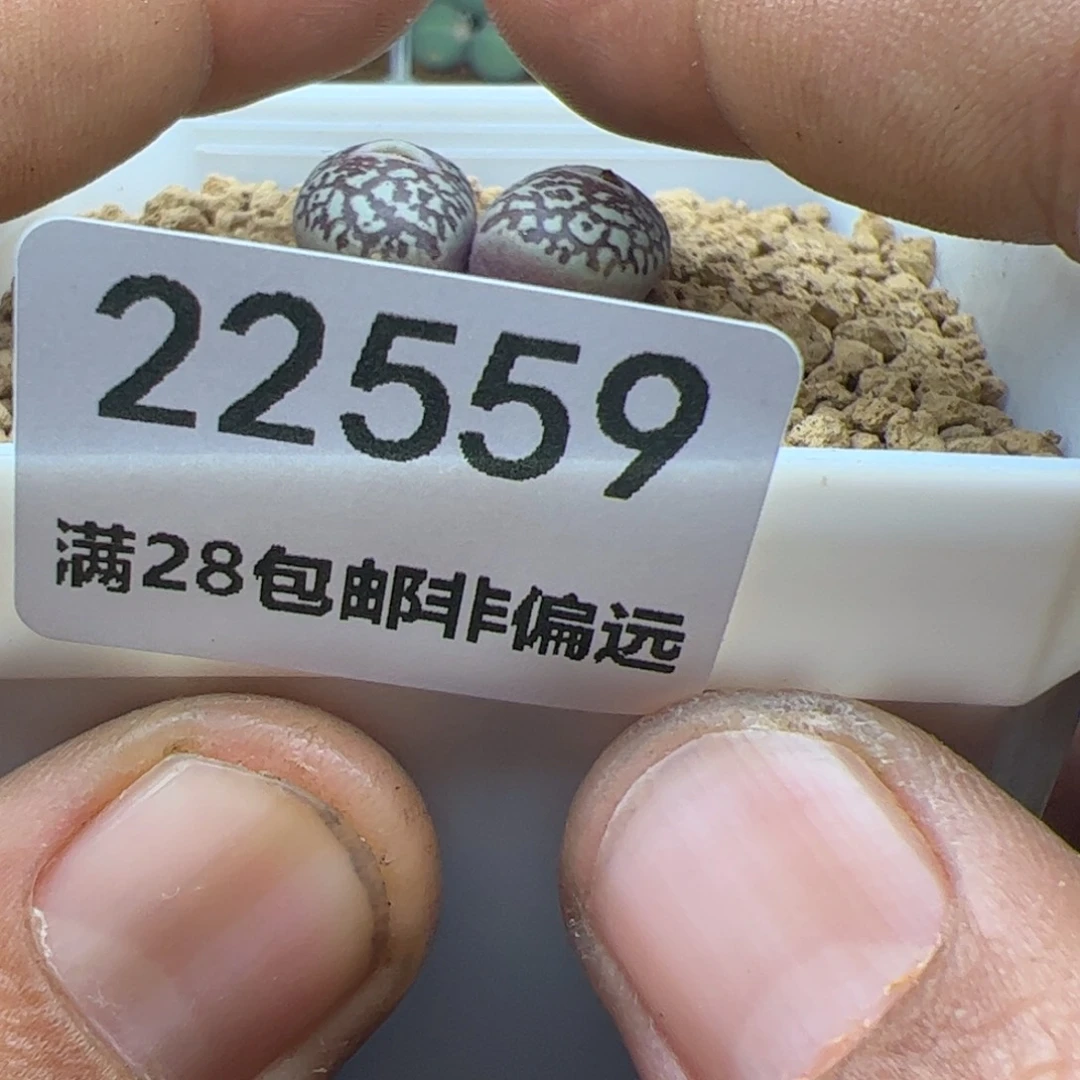 s****大家过年好22559