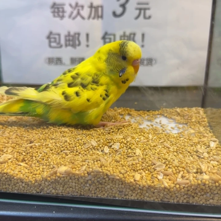 虎皮鹦鹉大头虎皮鹦鹉