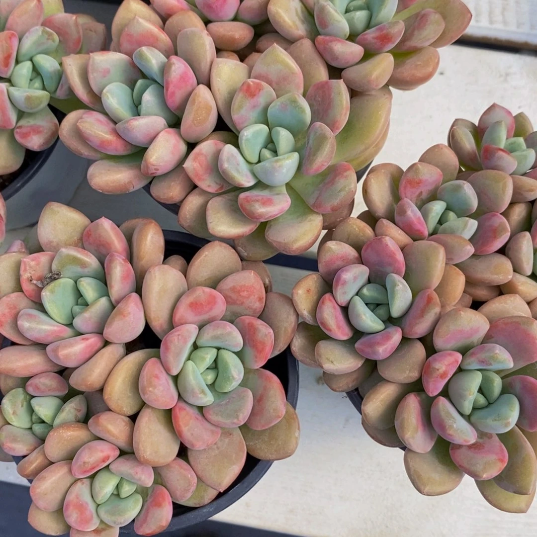 103-M精品母本老桩花斑鹭群一个