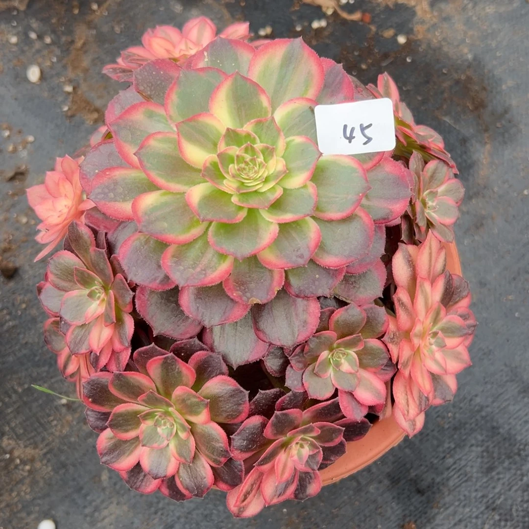 45黑魔锦多肉植物系