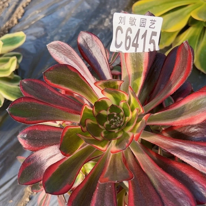 丽娜多肉植物法师6415