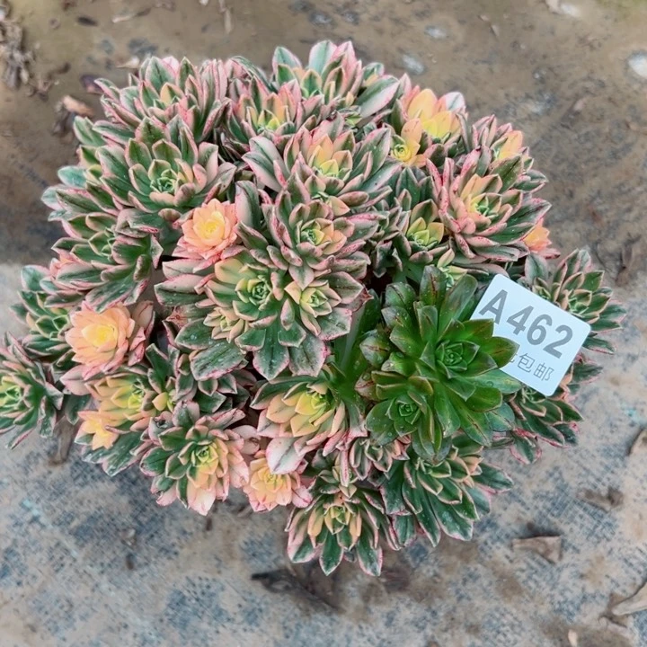 462甜茶多肉植物