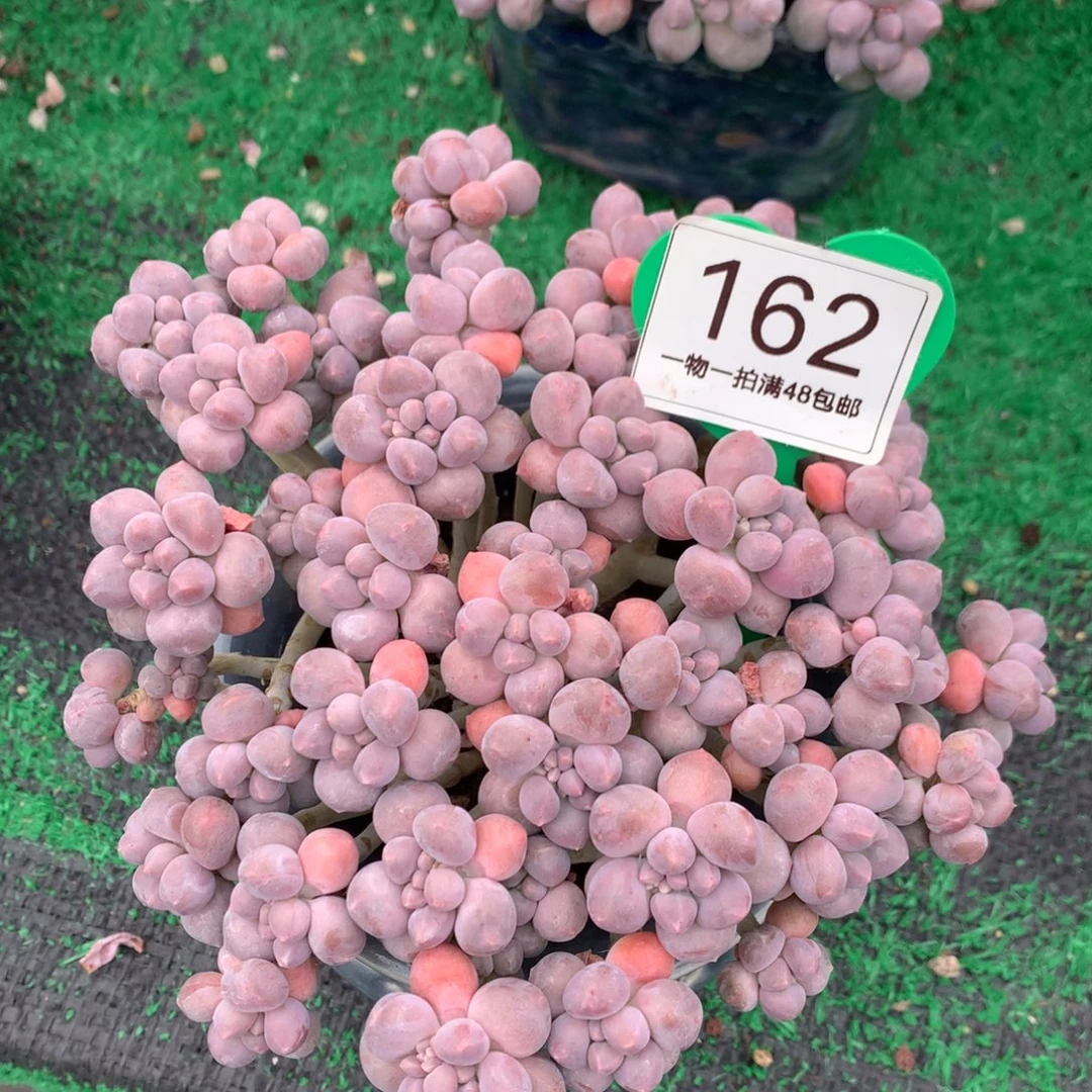 丸叶星黛露无砍平头162