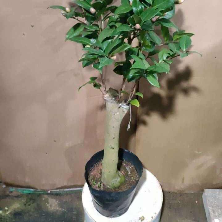 933黑贝，原盆原土发货了，不包邮