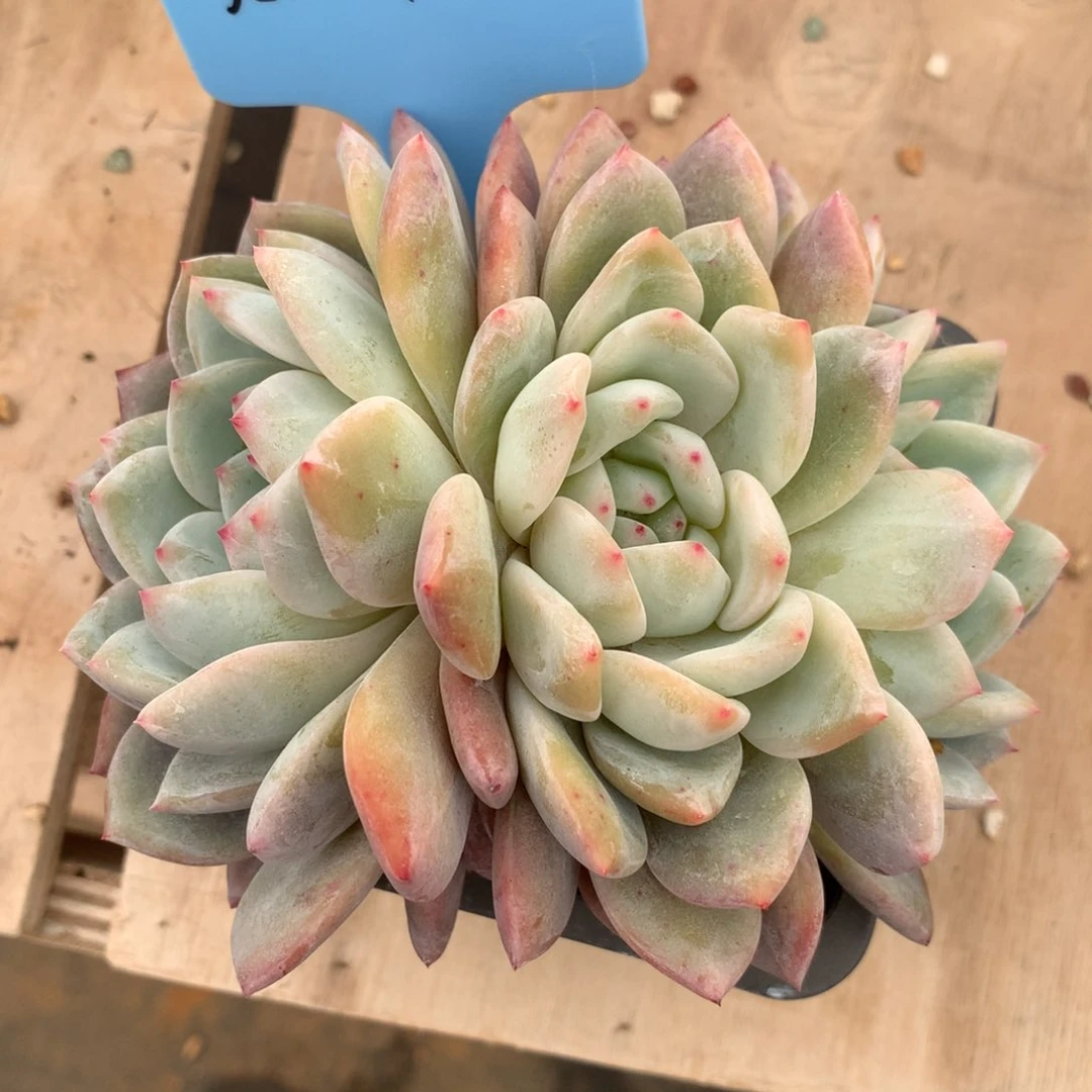 小**.350204-16橙子