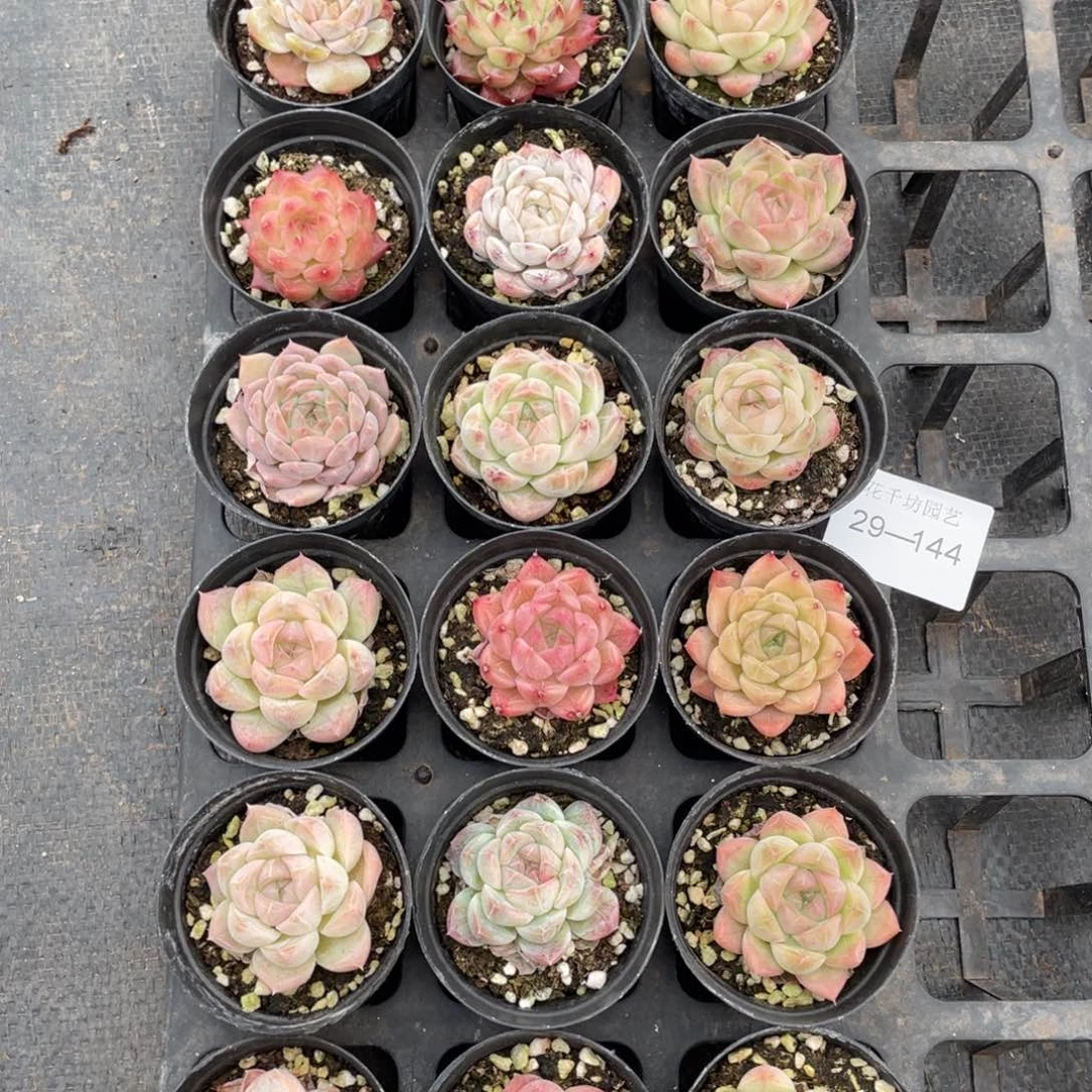 一物一拍18棵29-144