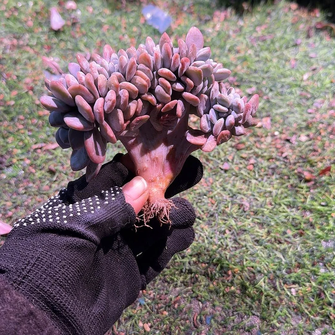 粉兔小树呀呀呀呀