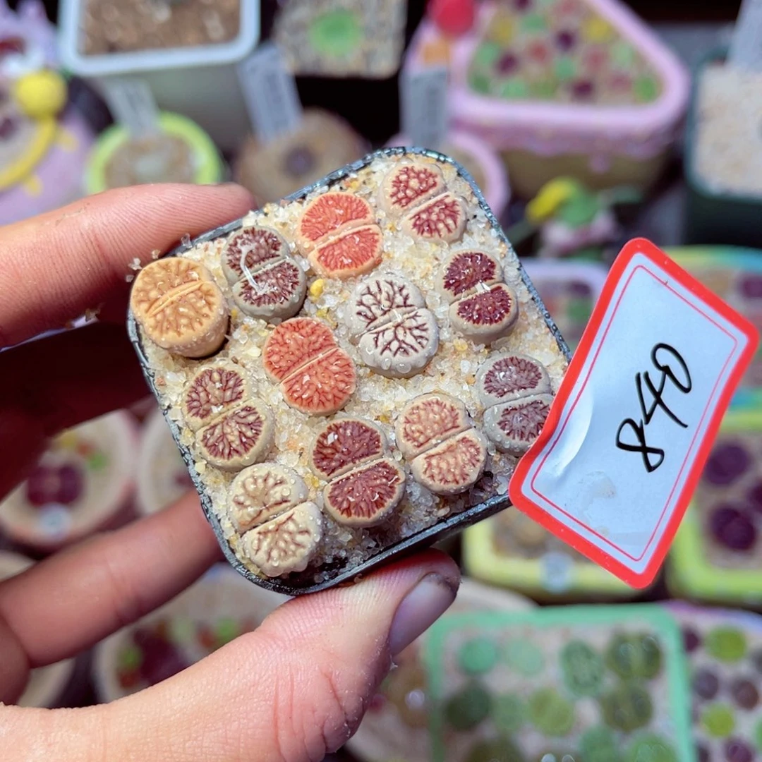 840生石花带盆发