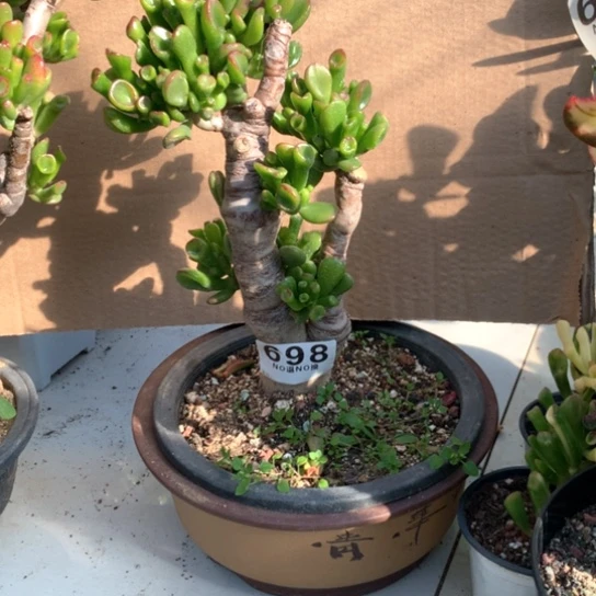 698马蹄盆景脱土发货