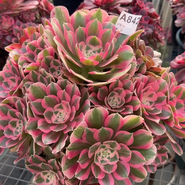 842妖月30厘米左右