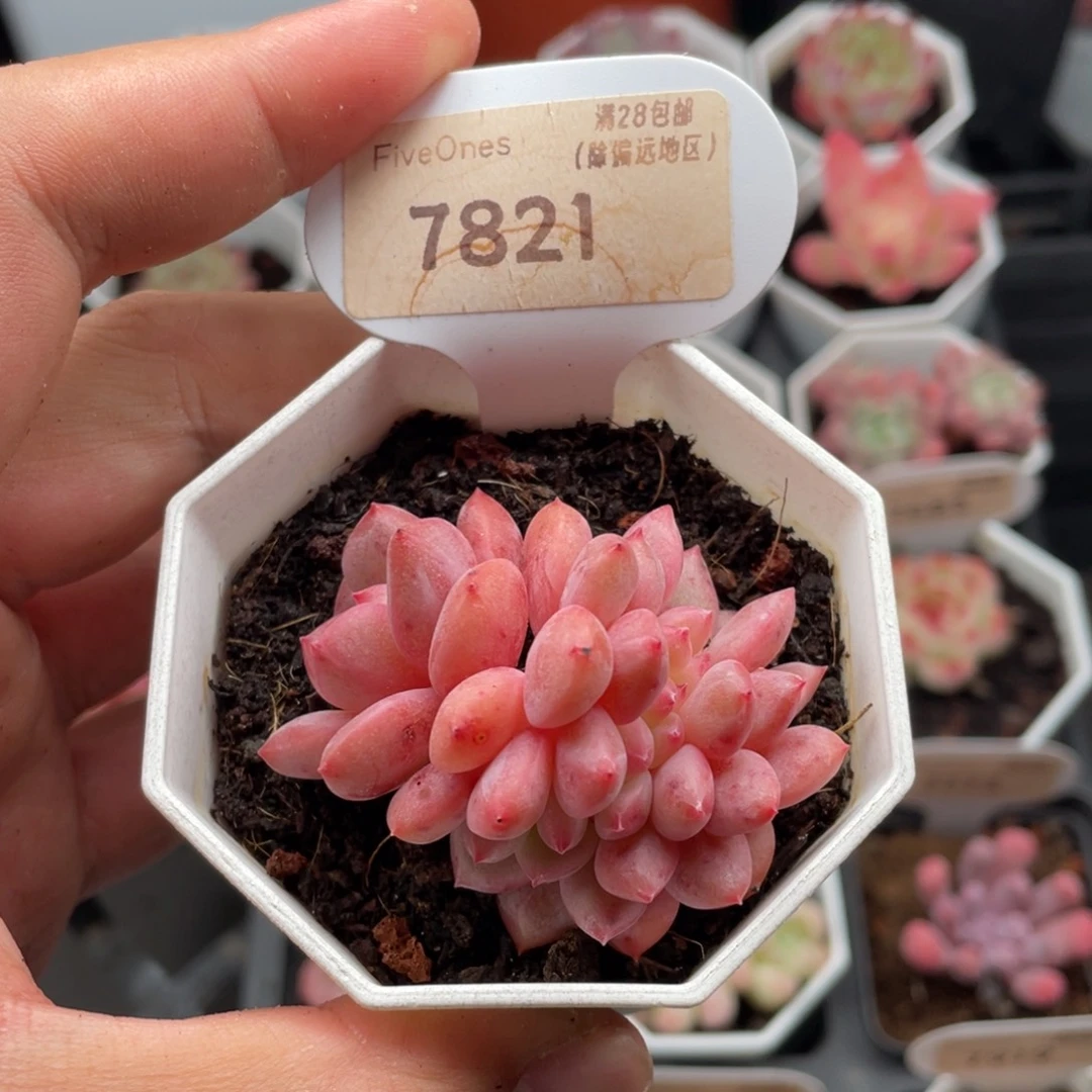 林依晨缀7821-5.5厘米