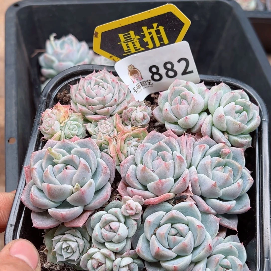 多肉植物多肉植物