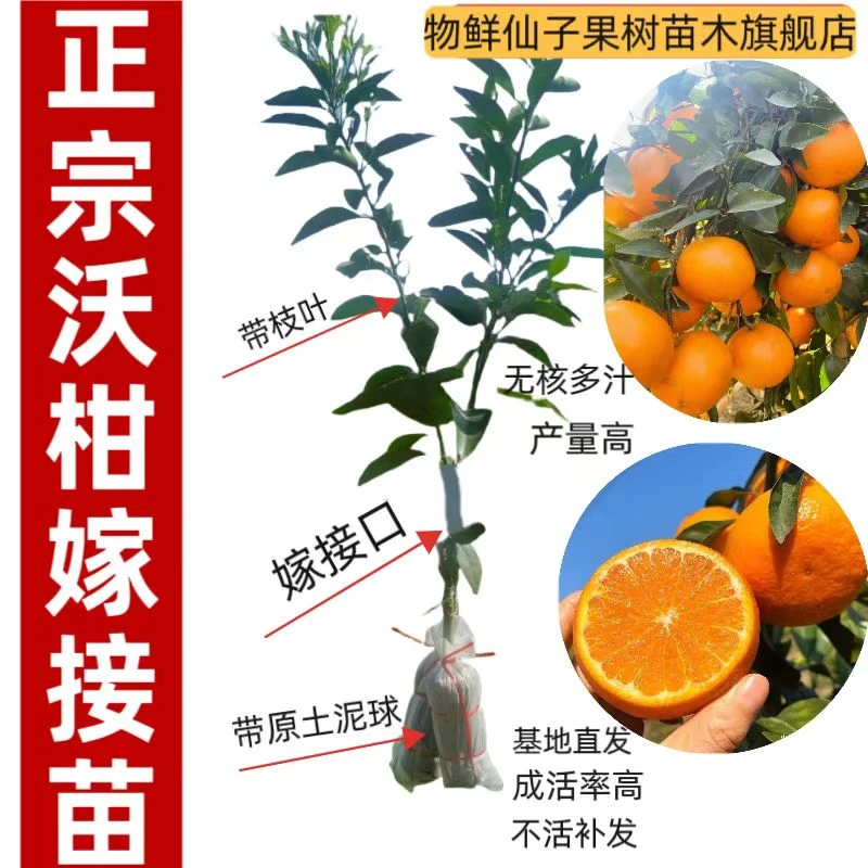 正宗广西武鸣091无籽沃柑嫁接树苗高产沃柑果树苗优质纯正品种苗