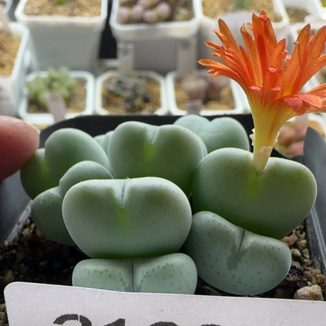 【闪购商品】21024