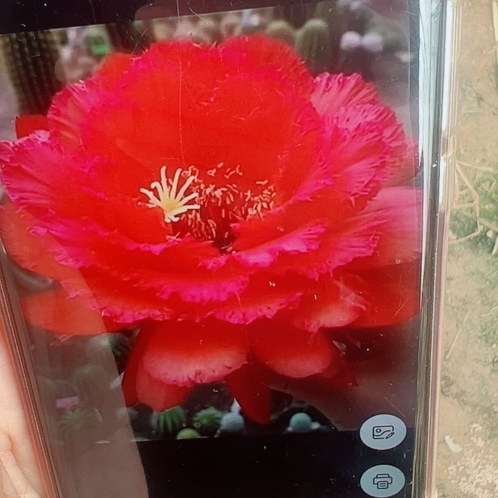 毛花柱闪耀红带根   13公分左右