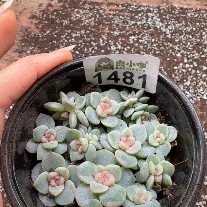 多肉植物多肉植物