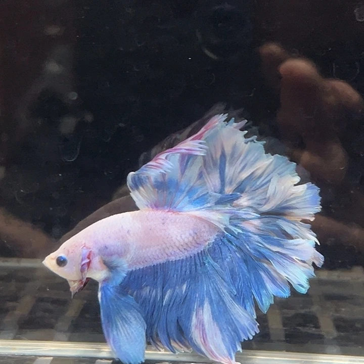 斗鱼26号蓝紫色厚花瓣