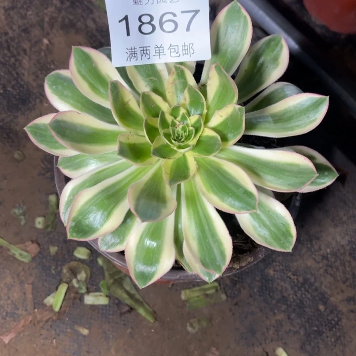 *****青莲的的的人1867的人