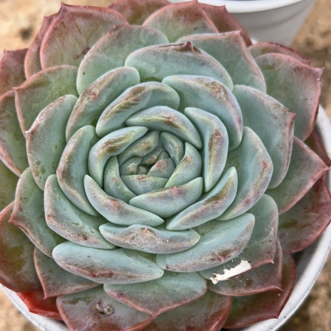 新手好养纯爱多肉植物五个