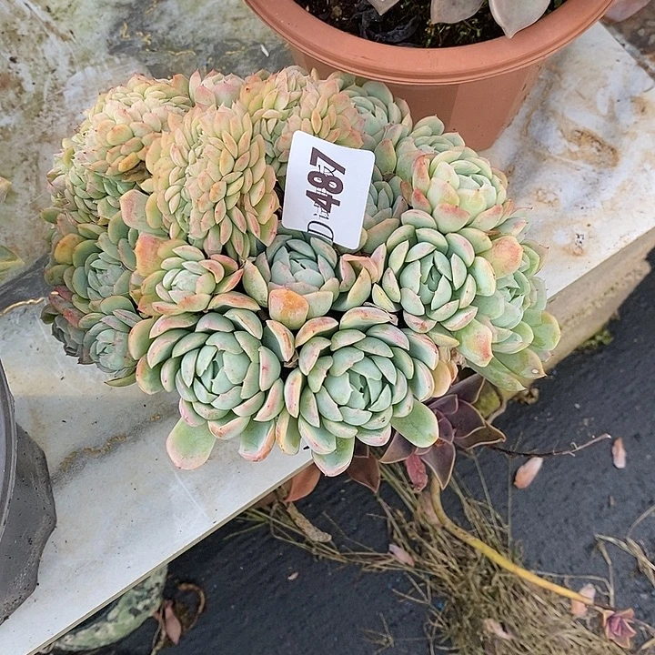 邶***贝487以利亚缀多肉植物