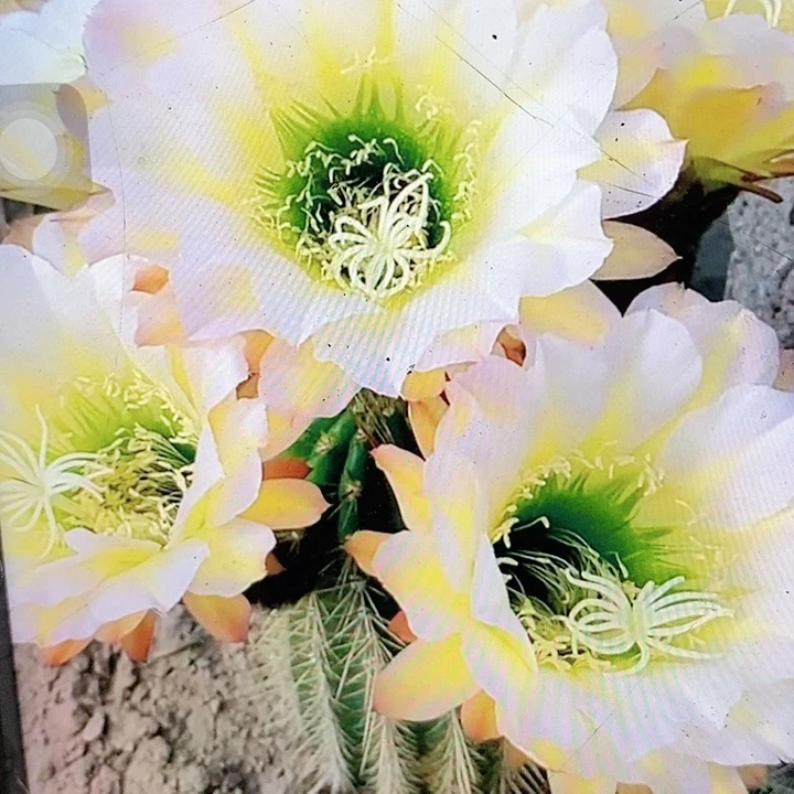 六月五根8厘米毛花柱仙人球