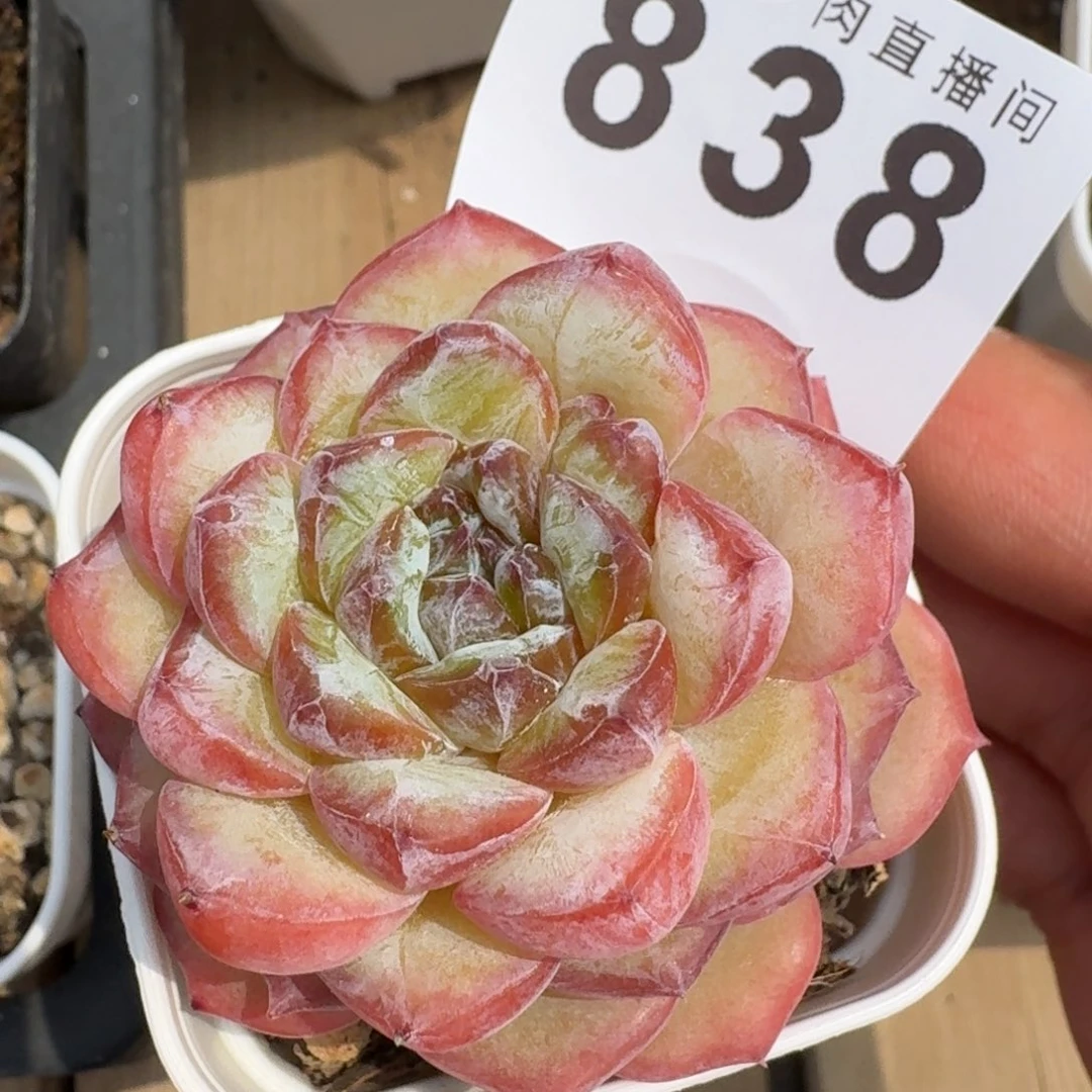 孤品            精美多肉植物