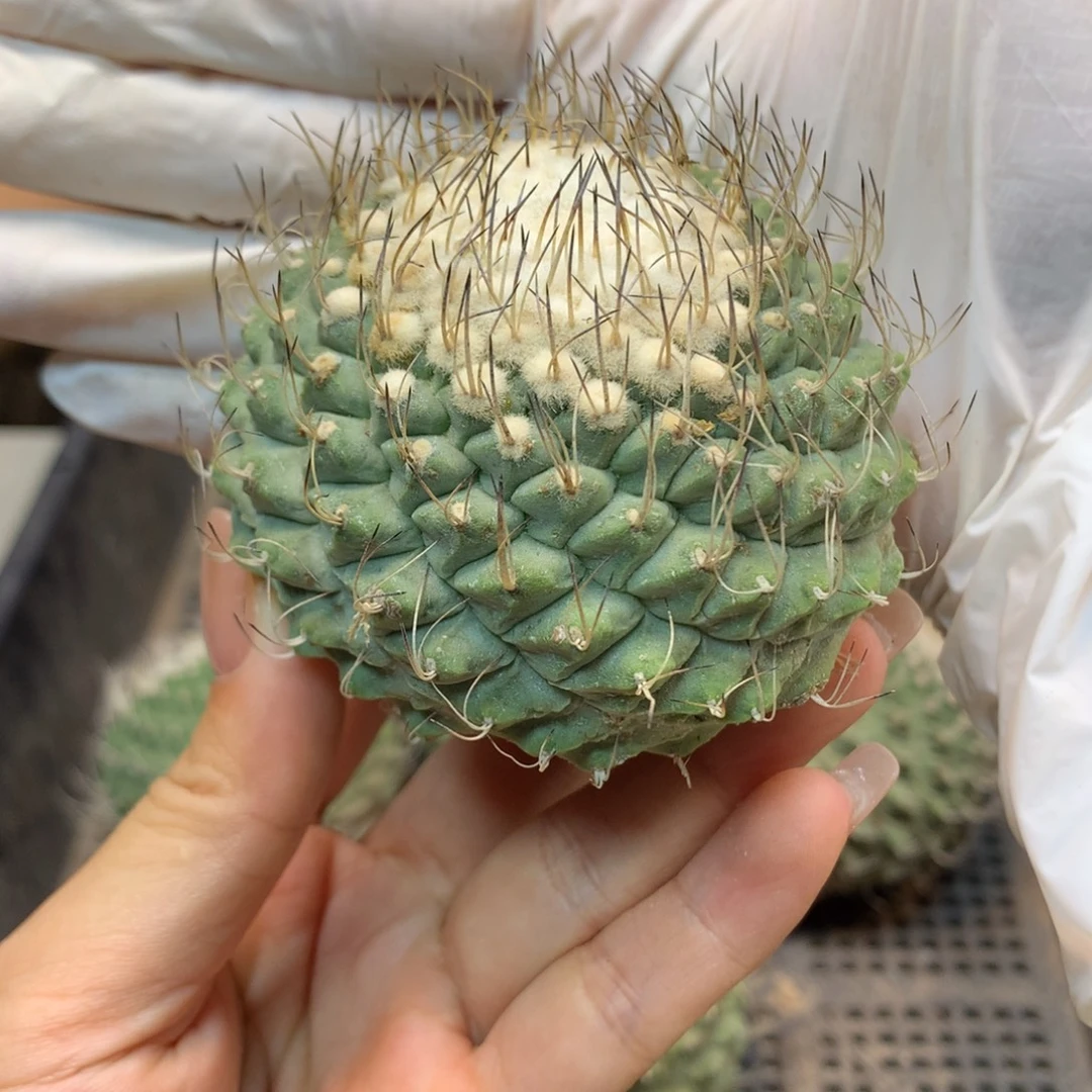 苗接 菊水6.5公分起发 无根