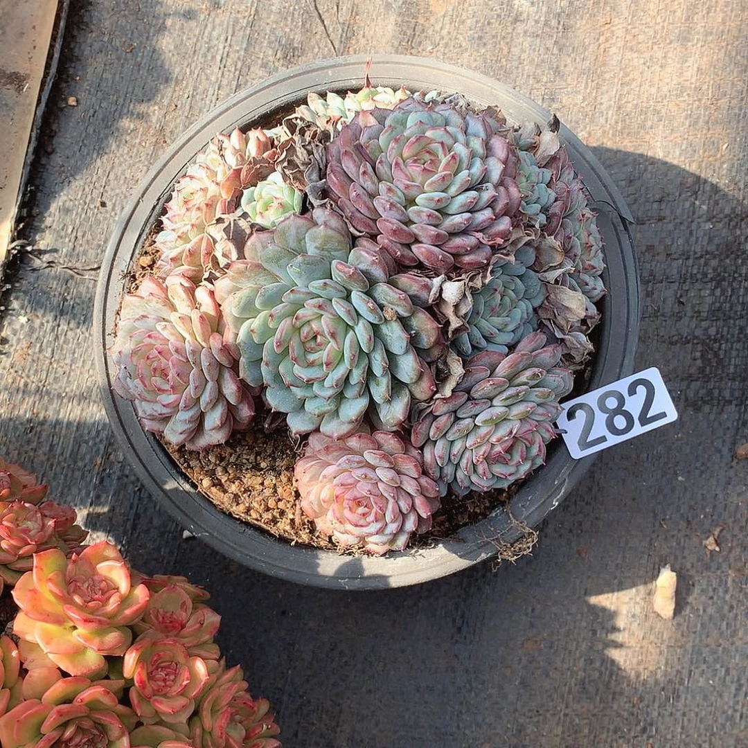 282白胖子 一物一拍多肉