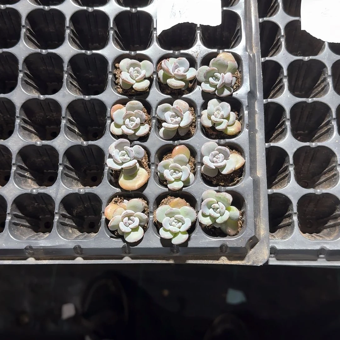 青柠一物一拍专拍
