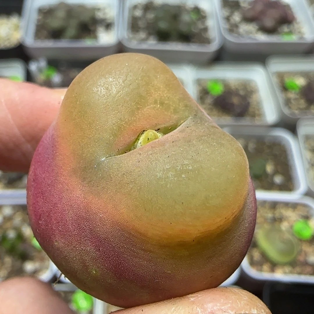 2.7漂亮多肉植物427