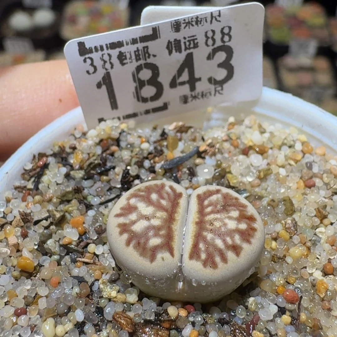 Ssssss精品生石花1843