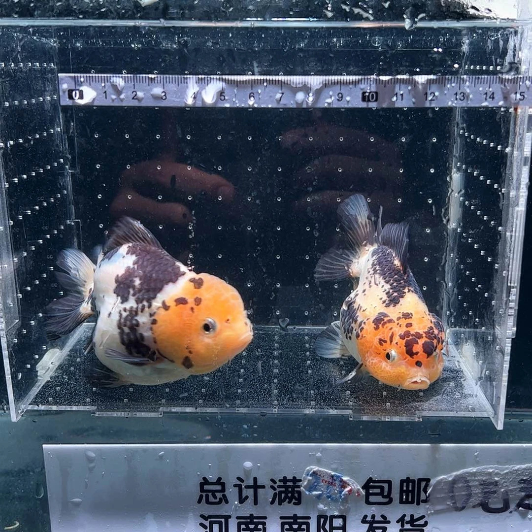 海水鱼熊猫2条直播间选购