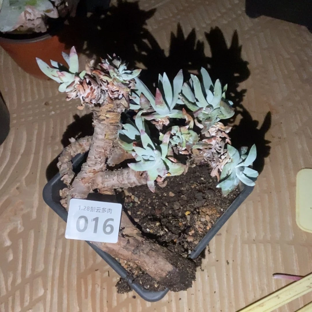 016多肉植物啦啦啦