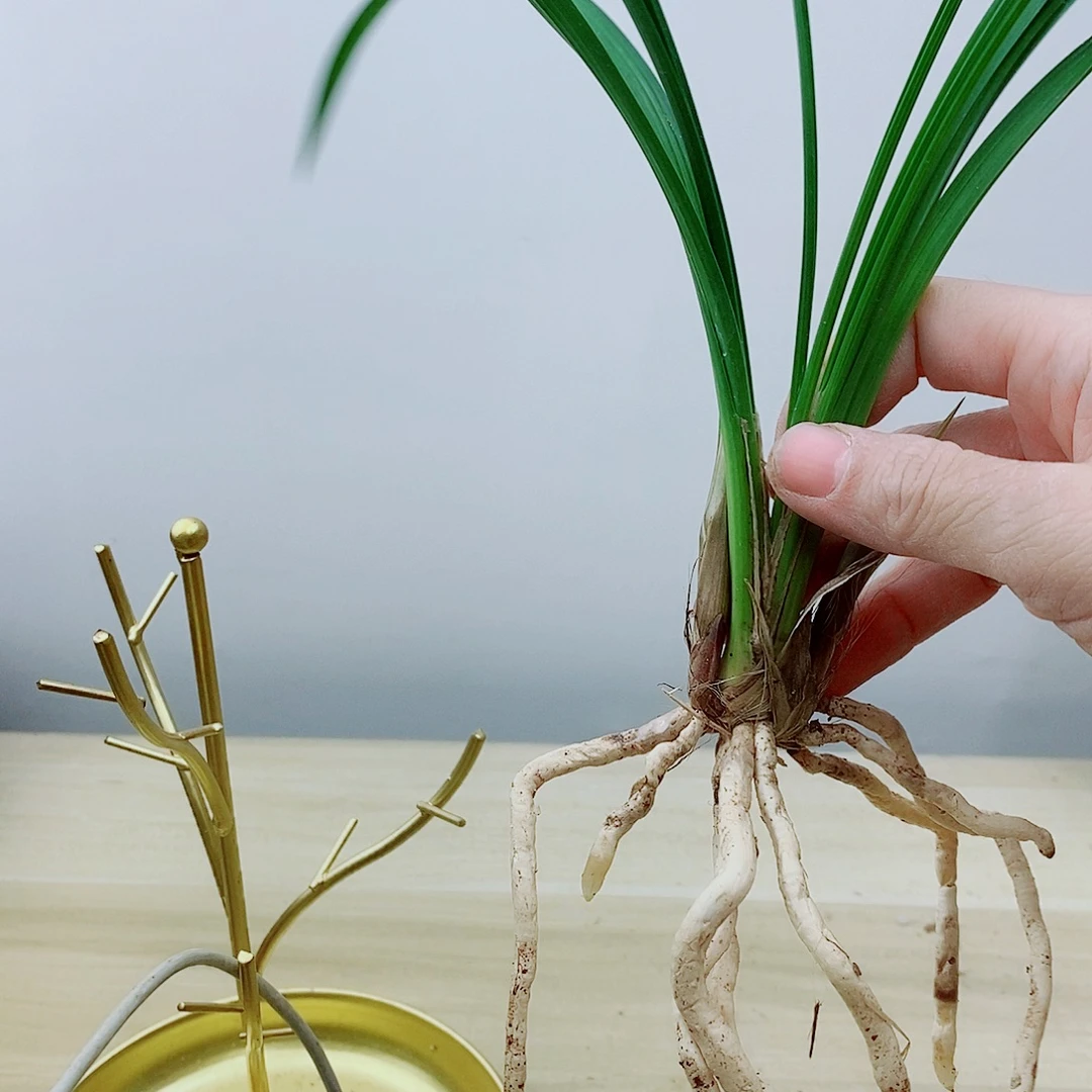 当前无花栽培后可以开花送春