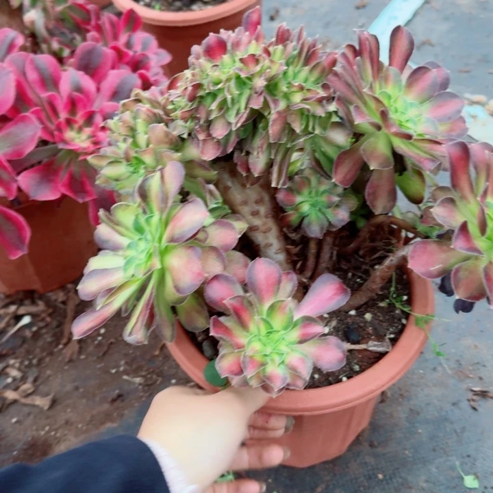 542韶华缀化多肉植物满28包