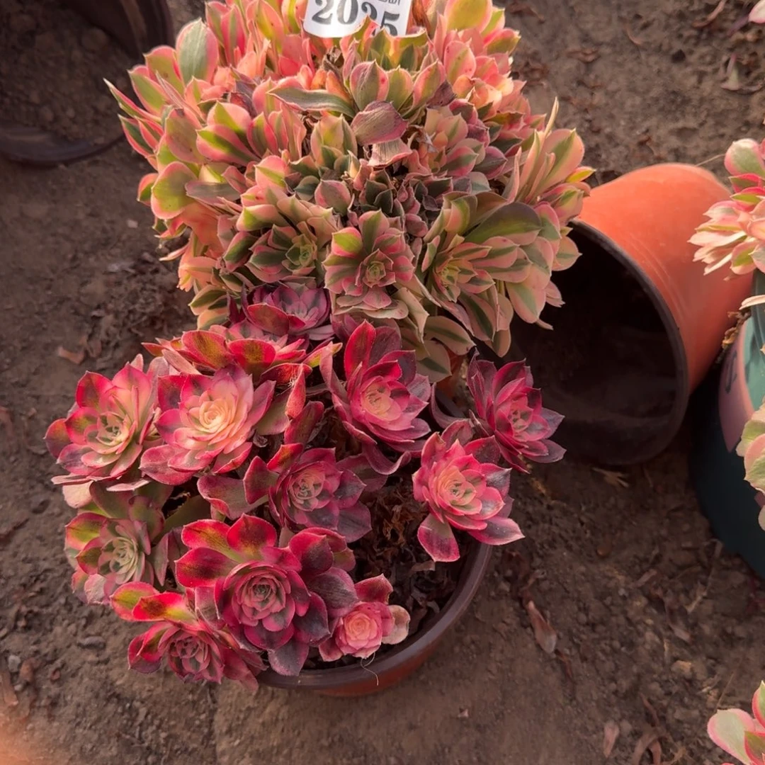 16-8法师女神 倾城2025