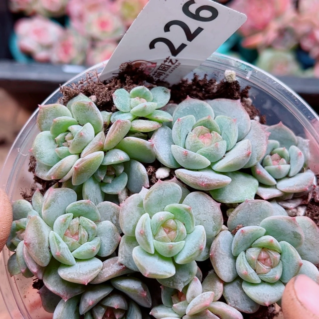 多肉植物多肉植物