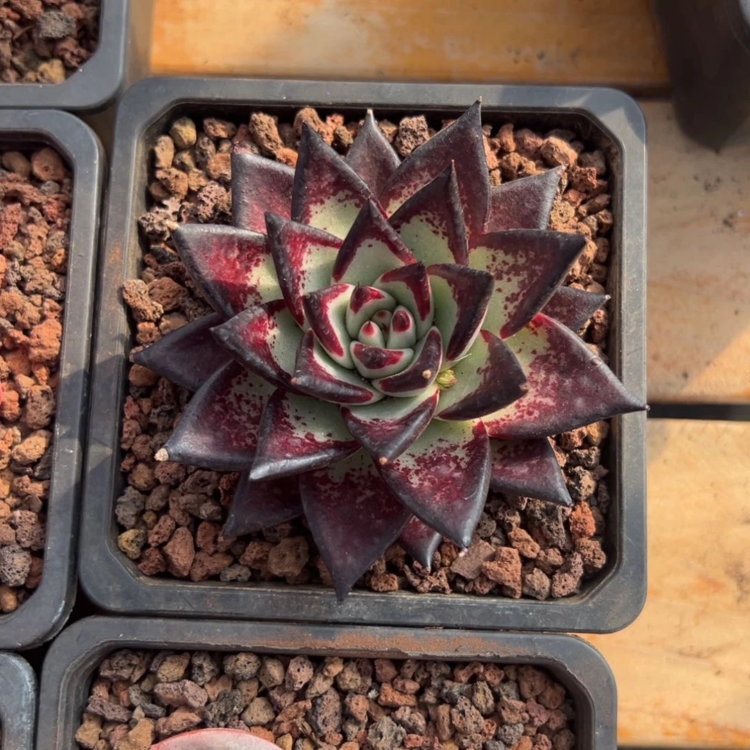 多肉黑檀乌木【非偏远满18包邮】