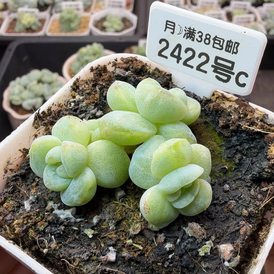 2422号冰玉石化五头群