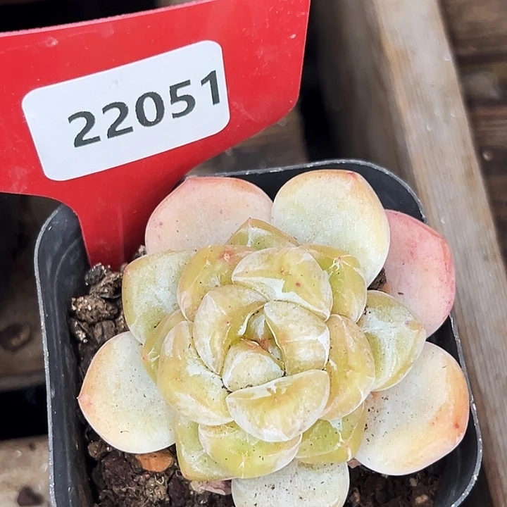 糖心。    22051号。