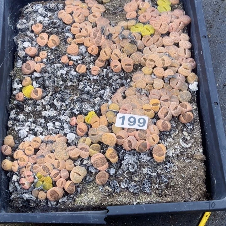 哎****去199生石花一物一图如图