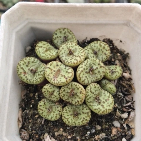 多肉肉锥 14头黄椒安贞